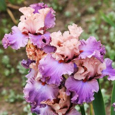 Саджанці ірису Королева Балерин