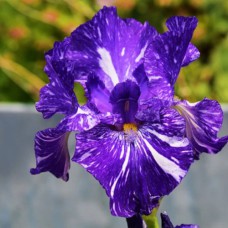 Саджанці ірису Батік