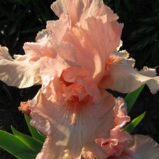 Саджанці ірису Беверлі Сілз