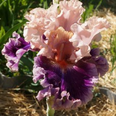 Саджанці ірису Народжений Таким