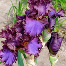Саджанці ірису Чарівна Ніч
