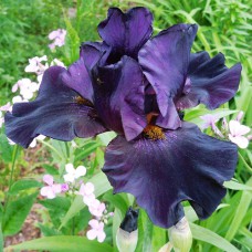 Саджанці ірису Чорна Ніч