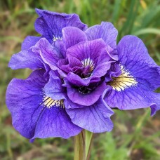 Саджанці ірису Дабл Стендард