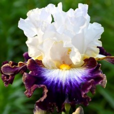 Саджанці ірису Даунтаун Мен