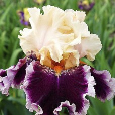 Саджанці ірису Дазл