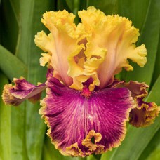 Саджанці ірису Декаданс