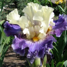 Саджанці ірису Дельфін І Русалка