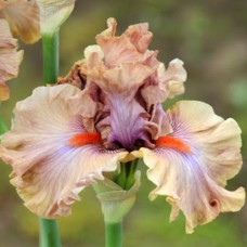 Саджанці ірису Джелес Гай