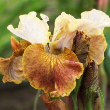 Саджанці ірису Джеррі Мерфі