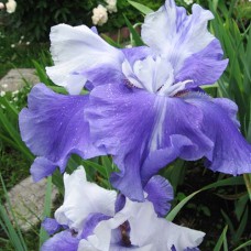 Саджанці ірису Джуді Могіл