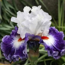 Саджанці ірису Джипсі Лорд