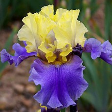 Саджанці ірису Едіт Волфорд