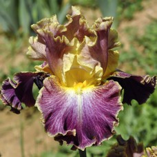 Саджанці ірису Фламінго Торч