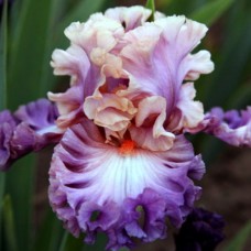 Саджанці ірису Фотогенічний