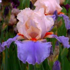 Саджанці ірису Френч Канкан