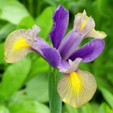 Саджанці ірису Голландіка Валентайн