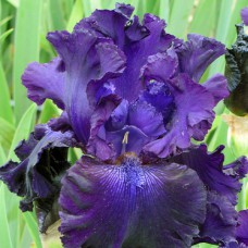 Саджанці ірису Голлівуд Найтс