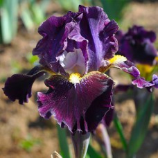 Саджанці ірису Інтермедія