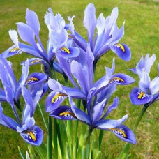 Саджанці ірису Іридодиктиум