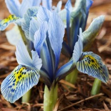 Саджанці ірису Катаріна Ходжкін