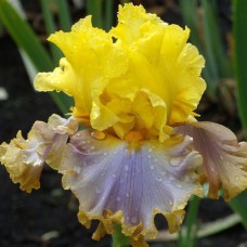 Саджанці ірису Кетволк Квін