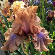 Саджанці ірису Кофі Трейдер