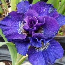 Саджанці ірису Конкорд