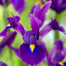 Саджанці ірису Ксифіум