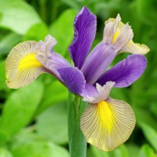 Саджанці ірису Літні Веселощі