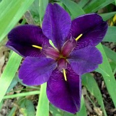 Саджанці ірису Луїзіанський