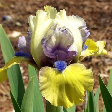 Саджанці ірису Магнітна Буря