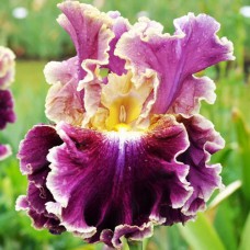 Саджанці ірису Монмартр