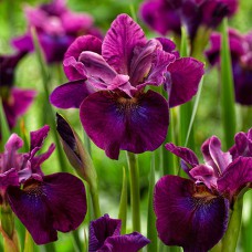 Саджанці ірису Оноребл Лорд