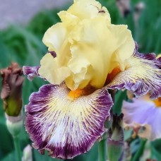 Саджанці ірису Паті Гай