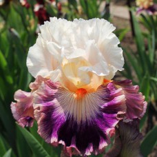 Саджанці ірису Поп Ідол