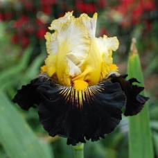 Саджанці ірису Реклес Абандон