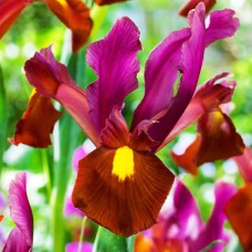 Саджанці ірису Реклес Абендон