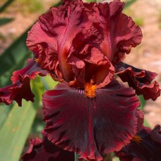 Саджанці ірису Ререр тан Рубіс