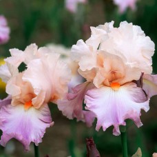 Саджанці ірису Пісня Святкування