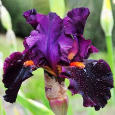 Саджанці ірису Чоловік В Елегантному Одязі