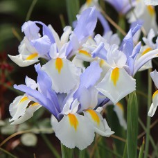 Саджанці ірису Сілвері Б’юті