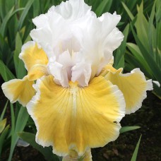 Саджанці ірису Софія