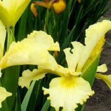 Саджанці ірису Спурія