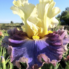 Саджанці ірису Мандрівник Стилю