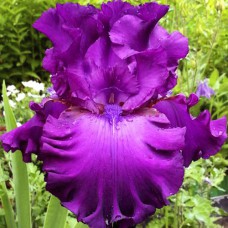 Саджанці ірису Свінгтаун