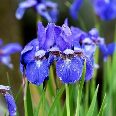 Саджанці ірису Сибірський