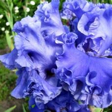 Саджанці ірису Сила Моря