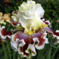 Саджанці ірису Вондерс Неве Кейс