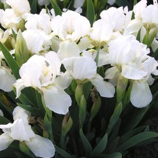 Саджанці карликового ірису Брайт Вайт