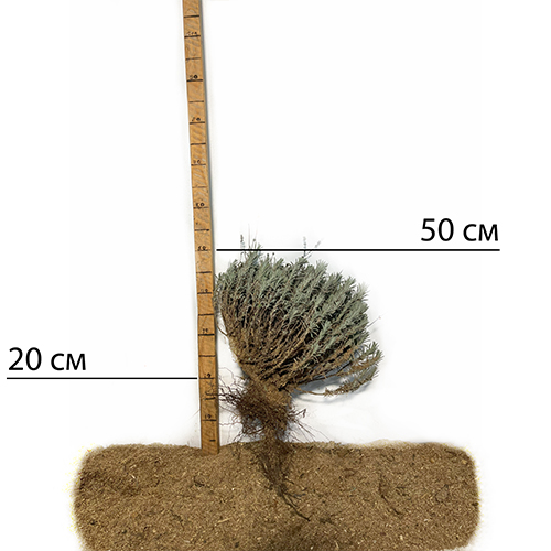 Саджанці лаванди Королівська (черенкований) - 1-річний